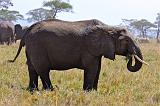 TANZANIA - Serengeti National Park - 076